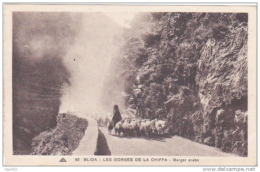 60 - BLIDA - LES GORGES DE LA CHIFFA - Berger Arabe (Moutons)