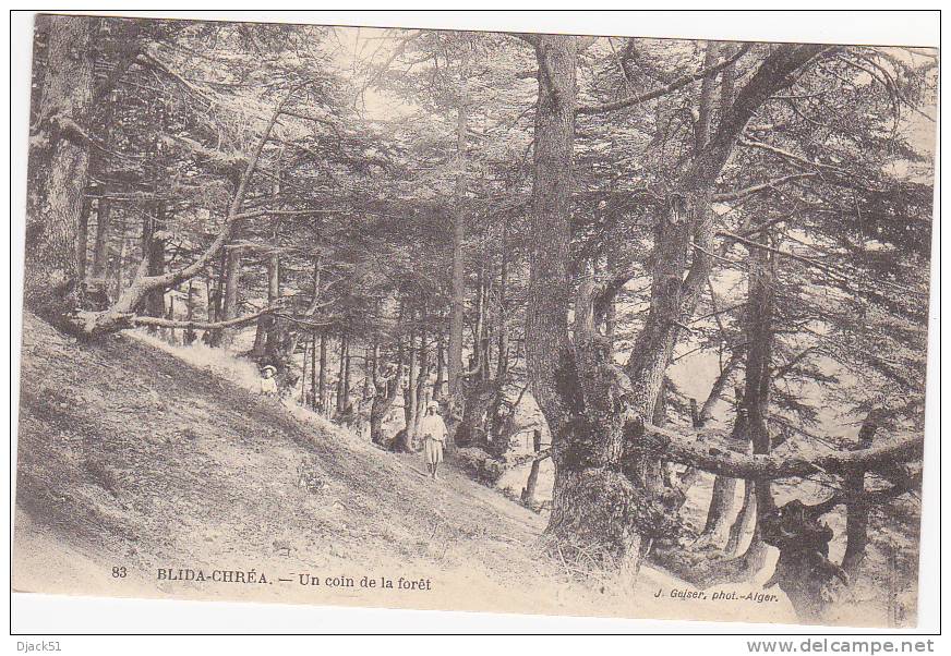 83 - BLIDA-CHREA - Un coin de la forêt (Animation)