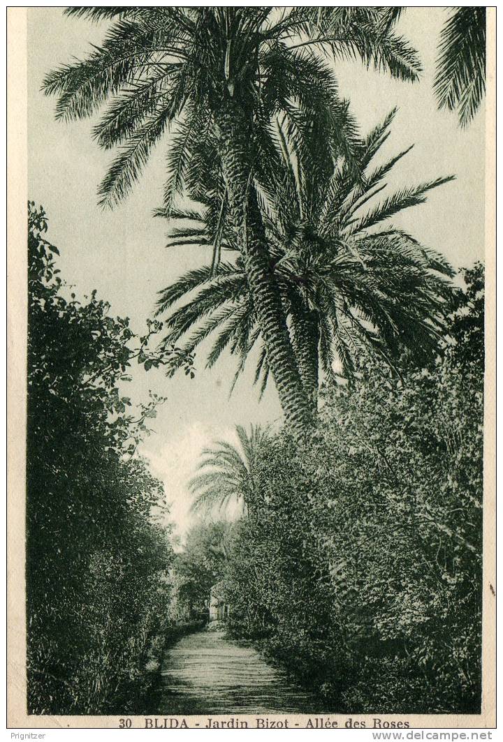 ALGERIE / ALGERIEN    Blida    Jardin Bizot  Allee des Roses