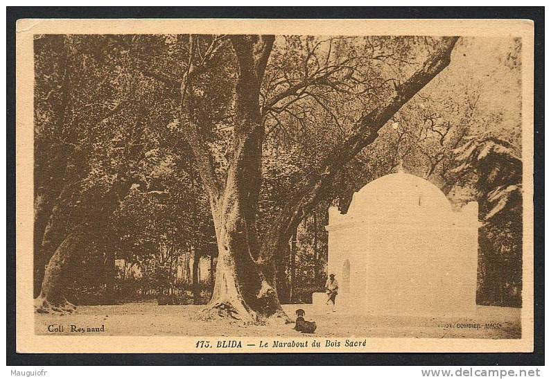 DD  / ALGERIE / BLIDA / LE MARABOUT DU BOIS SACRE