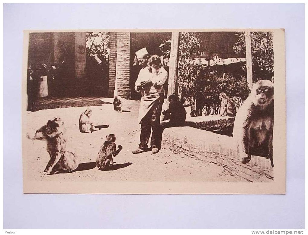 Algerie - BLIDA  - Gorges de la Chiffa au Ruisseau des Singes    1920´s  VF  D23348