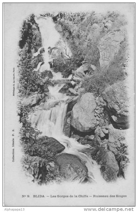 CPA ALGERIE BLIDA gorges de la Chiffa ruisseau des singes
