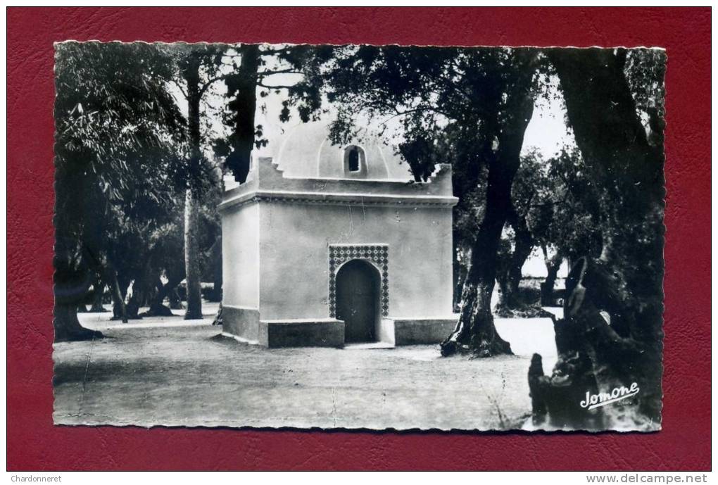 CPSM ALGERIE - BLIDA - Bois Sacré - Marabout de Sidi Yacoub - Excellent Etat  - ALGERIA AFRIQUE AFRICA Card Carte
