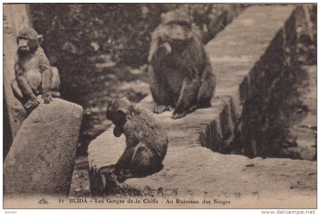 BLIDA ( ALGERIE ) -  AU RUISSEAU DES SINGES DANS LA VALLEE DE LA CHIFFA