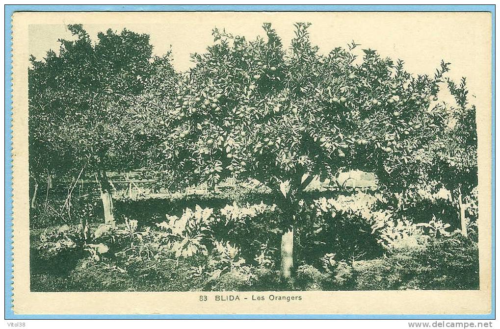 CARTE POSTALE 83 BLIDA LES ORANGERS . EDITION BENSIMON BLIDA