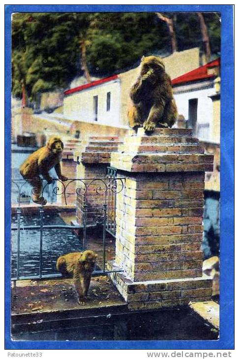 ALGERIE BLIDA LES GORGES DE LA CHIFFA A L´ HOTEL DU RUISSEAU DES SINGES