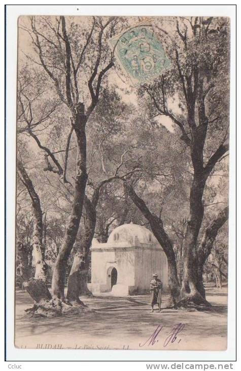 Algérie - BLIDAH - Le Bois sucré