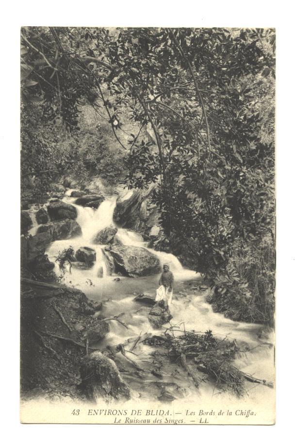 ALGERIE   environs de BLIDA   les bords de la Chiffa le ruisseau des singes