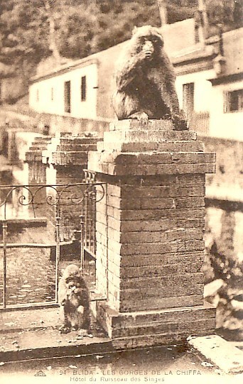 CPA - Blida - Gorges de la Chiffa - Hôtel du Ruisseau des Singes