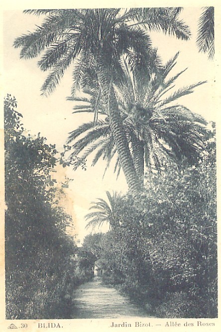 CPA - Blida - Jardin Bizot - Allée des Roses