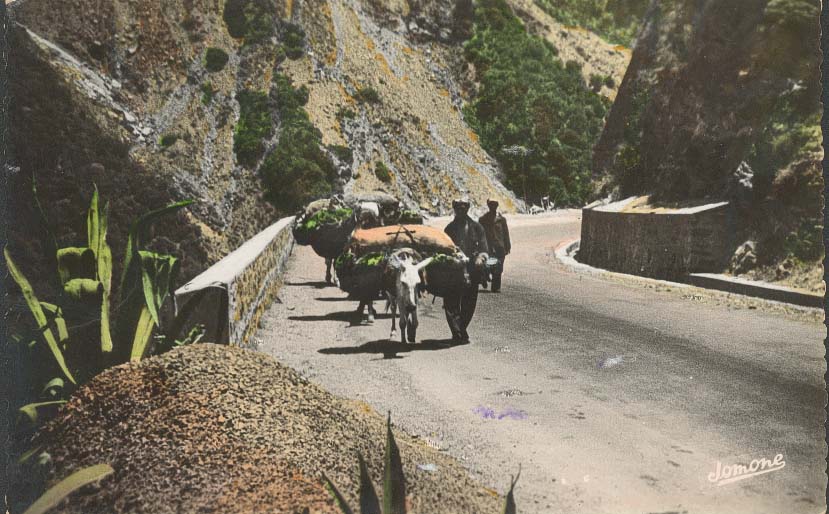 carte postale  n° 112 BLIDA . Gorges de la Chiffa