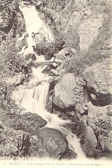 CPA - Blida - Les gorges de la Chiffa - le ruisseau des Singes