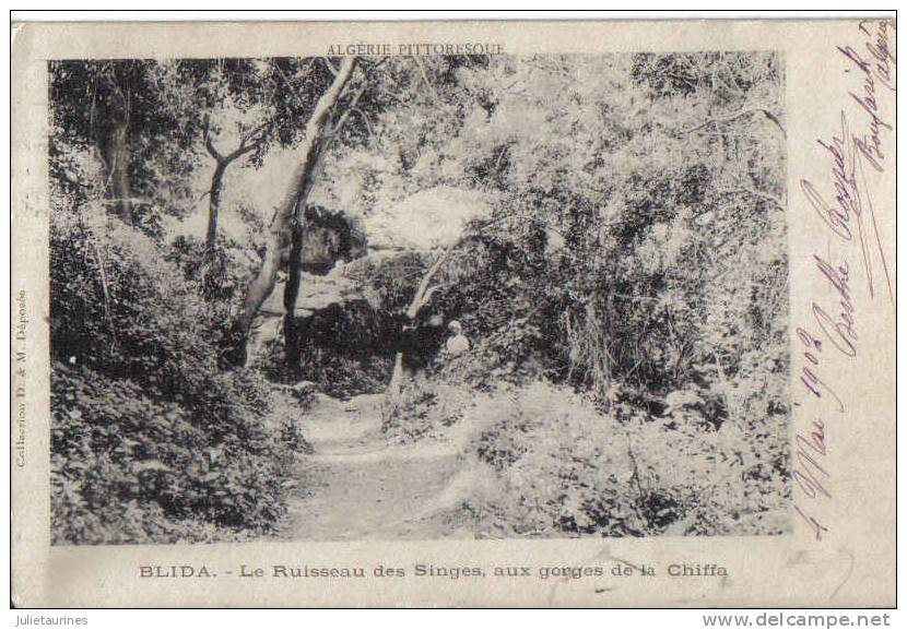 blida-le ruisseau des singes aux gorges de la chiffa cpa bon état
