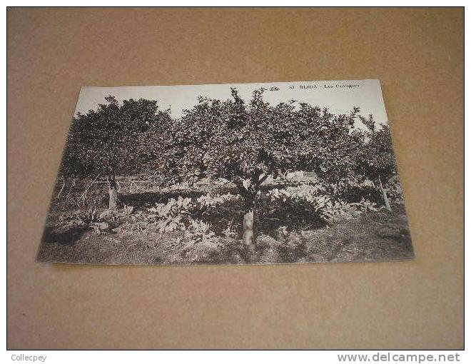 CPA BLIDA Les orangers