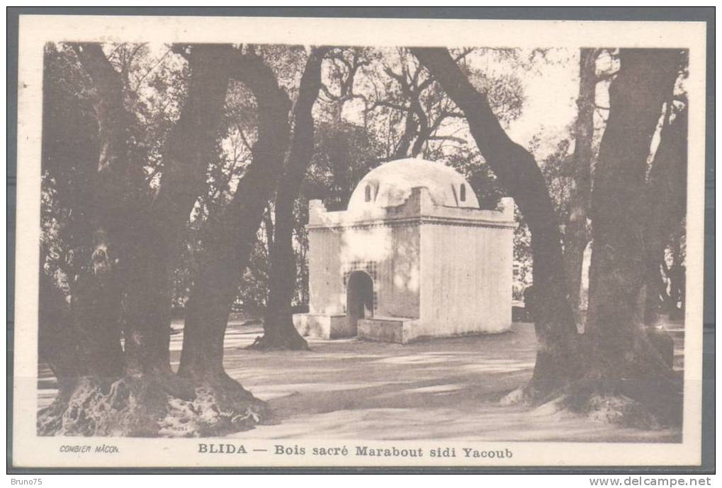 BLIDA - Bois sacré Marabout sidi Yacoub