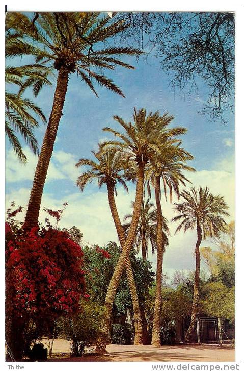 BISKRA Le jardin public