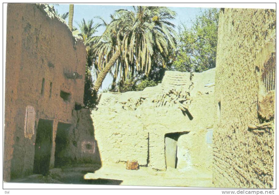 Algérie - Biskra  un automne à Biskra