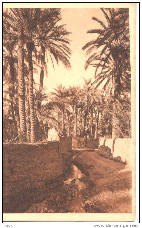 BISKRA - Dans l´Oasis