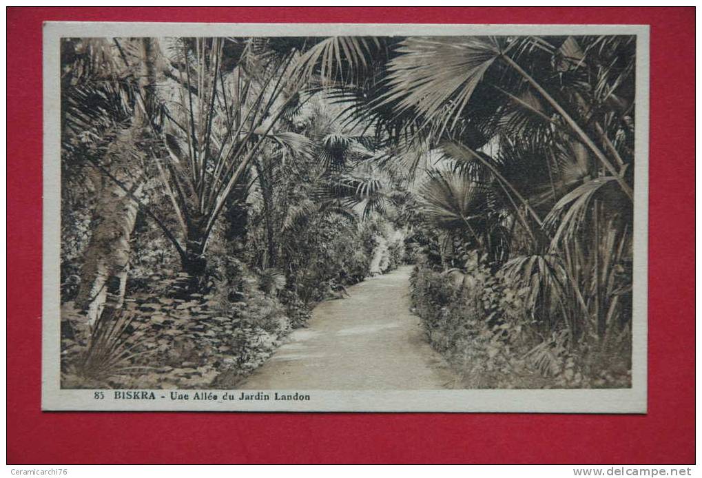 cpa Biskra Une allée du jardin Landon