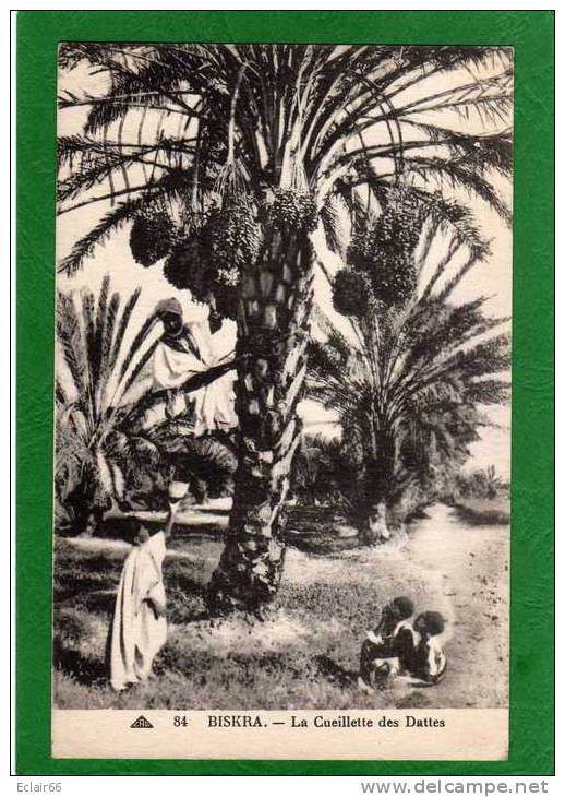 BISKRA..........CUEILLETT E DES DATTES cpa  animée  année 1937