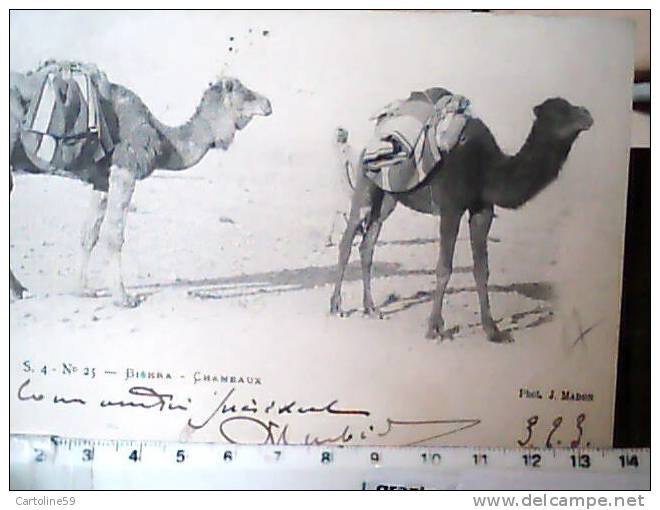 ALGERIA Algérie - BISKRA Chameaux V1903  CC5070