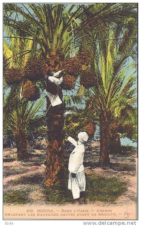 ALGERIE - Biskra   - dans l´Oassis  Arabe enlevant les dattes avant la récolte