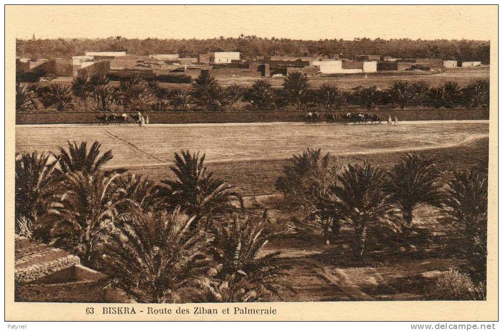 Cpa  *  ALGERIE  *  BISKRA  *  Route des Ziban et Palmeraie  *