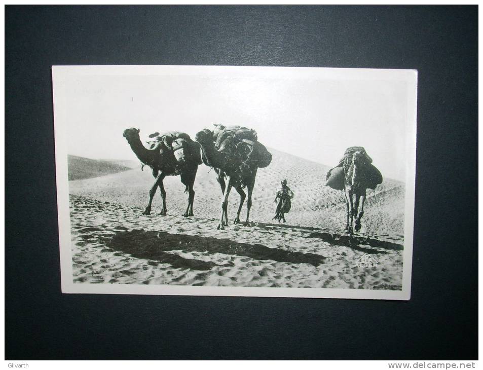 BISKRA chameaux dans les dunes   - édit. photo africaines - NON CIRCULEE  L68E