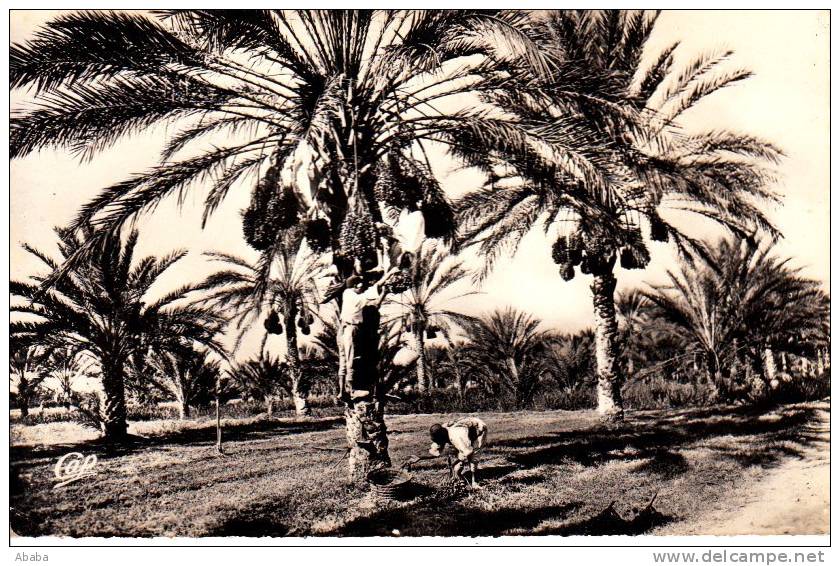 BISKRA PALMIERS DATTIERS