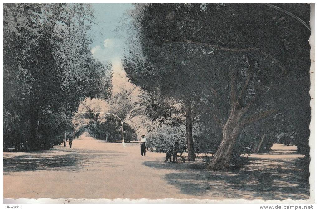 ALGERIE - Biskra - Les Allées du Jardin Public