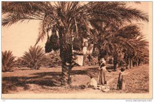 Environs de BISKRA - Algérie -la Cueillette des Dattes -* PRIX FIXE