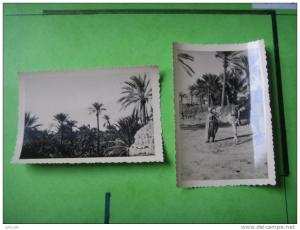 16 ) 2 photos biskra palmeraie, sur le chameau  1951