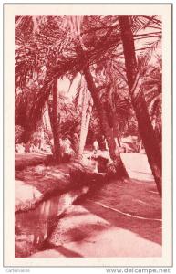 Algérie - Dans le vieux Biskra - Editeur S.P.G.A