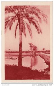 Algérie - Biskra - Route du Fort Turc - Editeur S.P.G.A