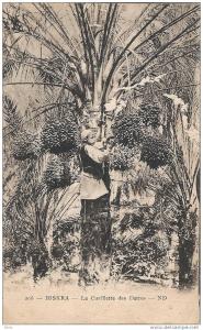 BISKRA - La Cueillette des Dattes