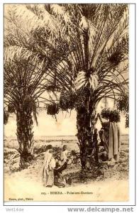 Algérie-CPA-Biskra- palmiers-Dattiers-Animati on-