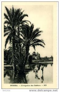 Algérie-CPA-Biskra- L´Irrigation des dattiers--Animation-