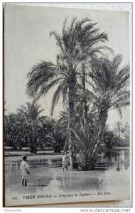 Algérie - CP N° F382 - Biskra - CPA/N