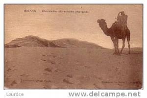 Biskra  chamelier cherchant une piste
