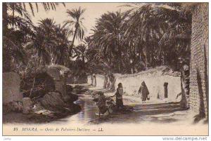Algérie - Biskra - oasis de palmiers-dattiers