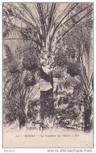 d -  Cpa BISKRA - La Cueillette des Dattes