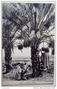 Algérie - CP N° P647 - Biskra - CPA/N