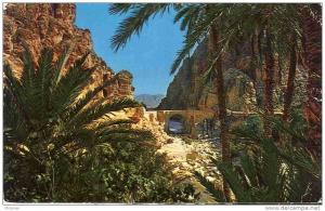 algerie carte postale biskra les gorges pont palmier ut TBE