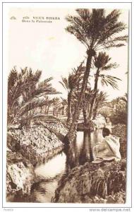 ALGERIA - 0091 Vieux Biskra - Dans la Palmerale