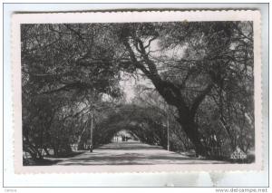 CPSM BISKRA ALLEE DU JARDIN PUBLIC