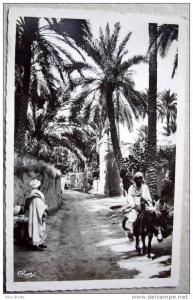 Algérie CP N° AG111 - Biskra - CPSM/E