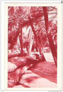 biskra algerie (dans le vieux biskra)