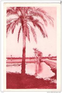 biskra algerie (route du fort turc)