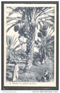 CPA Biskra, La Cueillette des dattes