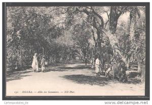 CPA Biskra, Allee des Gommiers